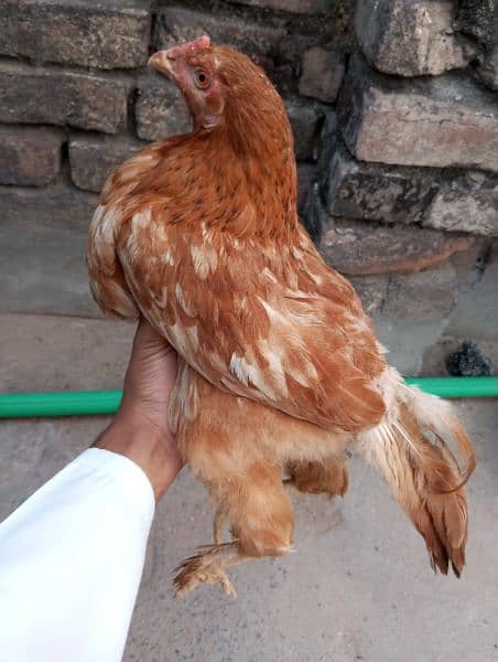 Aseel Mushka pathi ,female Goldenbuff with two chicks 0