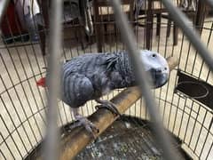 African Grey parrot ready to breed .