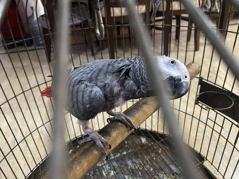 African Grey parrot ready to breed . 0