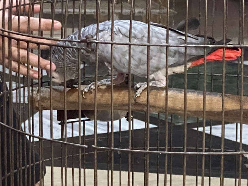 African Grey parrot ready to breed . 1