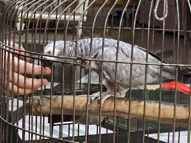 African Grey parrot ready to breed . 2
