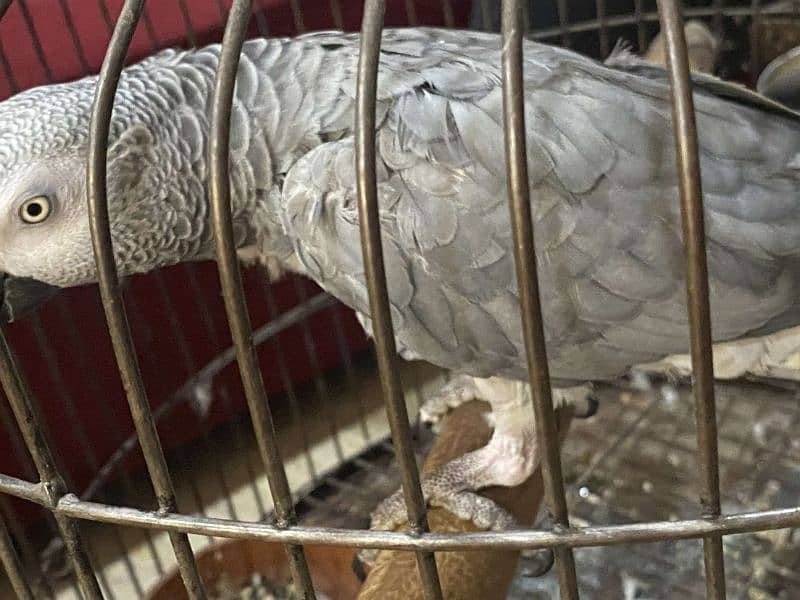 African Grey parrot ready to breed . 3