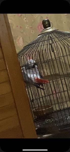 African Grey parrot ready to breed . 4