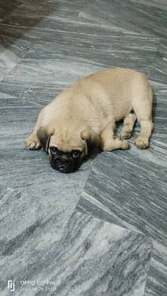 top quality pug puppy