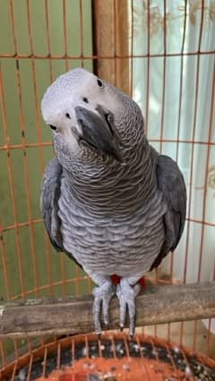 AFRICAN GREY MALE AGE 6 SAAL UMER