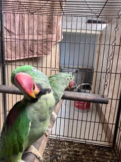 Alexandrine / Pahari Parrots - Pair