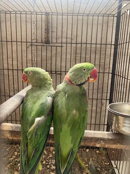 Alexandrine / Pahari Parrots - Pair 1