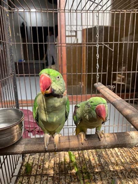 Alexandrine / Pahari Parrots - Pair 3