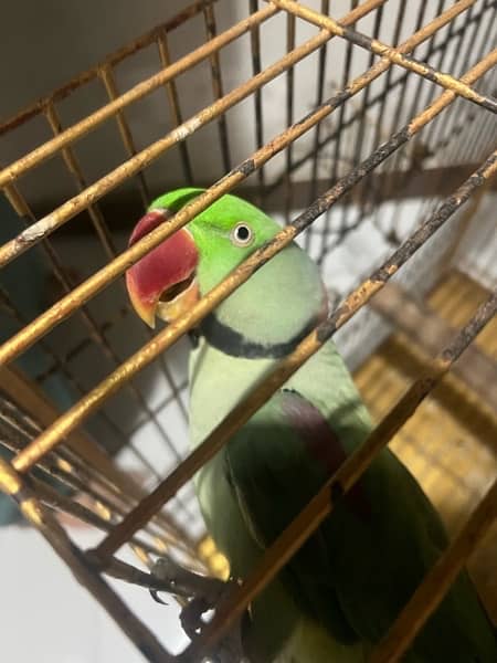 Alexandrine / Pahari Parrots - Pair 4