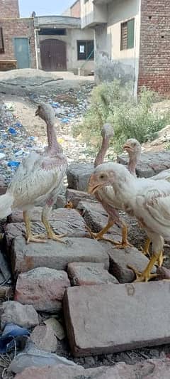 aseel heera hen chicks and mianwli chicks mushke chicks sale 0