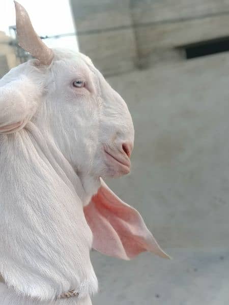 gulabi bakra kheera khassi or makacheeni 2 daant bakri 0