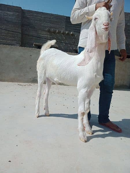 gulabi bakra kheera khassi or makacheeni 2 daant bakri 7