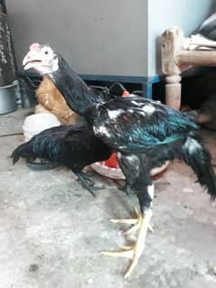 aseel or ayam cemani hen or parrots 0