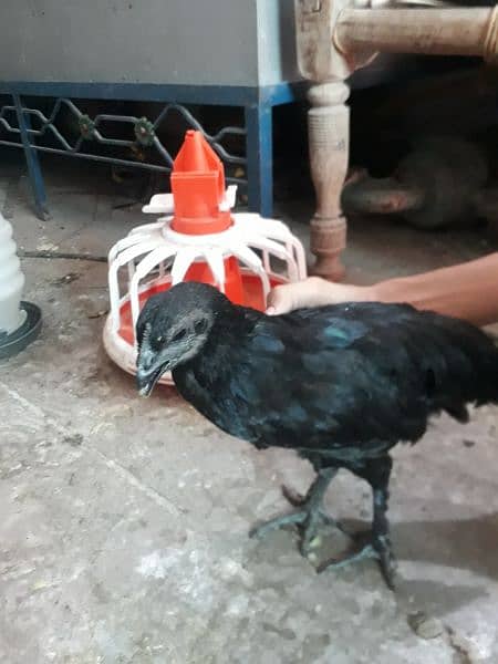 aseel or ayam cemani hen or parrots 1