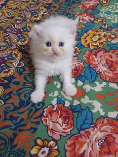 White Persian Female Kitten