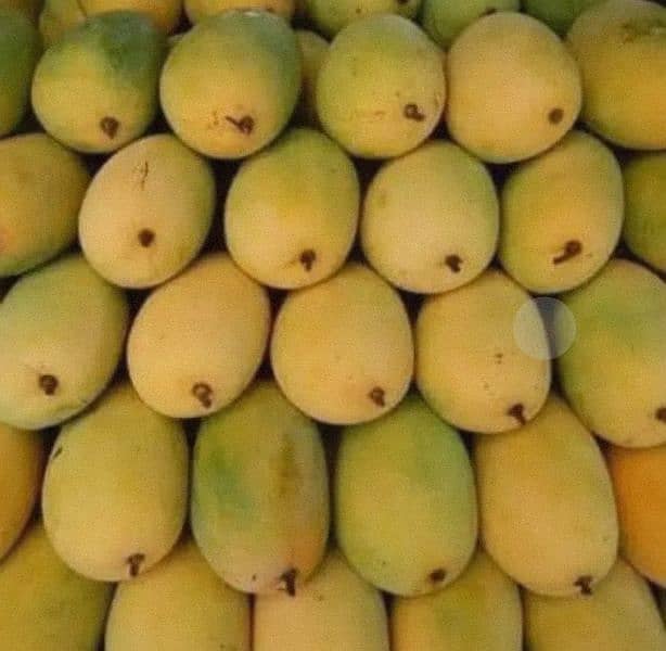 Multani Mango available for sale delivery available 1