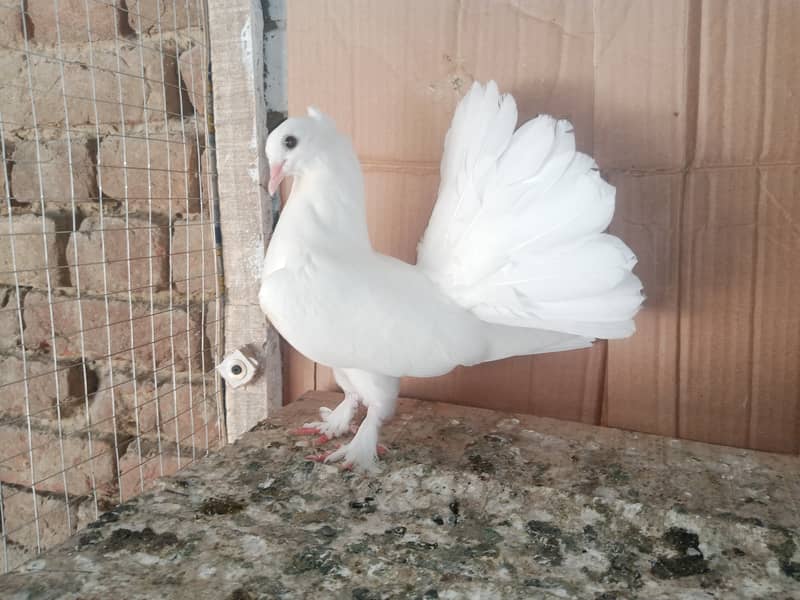 Lakky Kabootar Fancy Pigeon 2