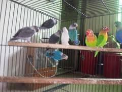 love birds breeder pairs