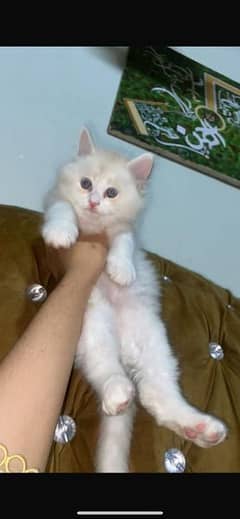 Persian 2 kittens 0