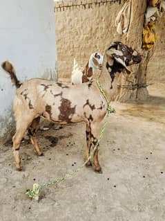 2 female goats han 3.5 say 4 months ki han for sale