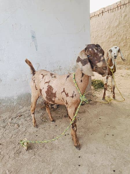 2 female goats han 3.5 say 4 months ki han for sale 5
