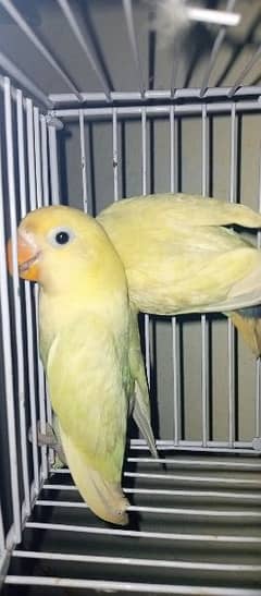 parblue pastel eno and albino split eno and fisher pair for sale