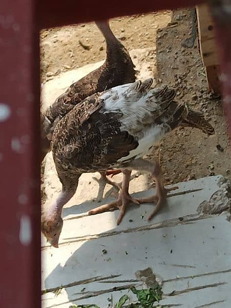 turkey Bird chicks pair  4  months age available 0