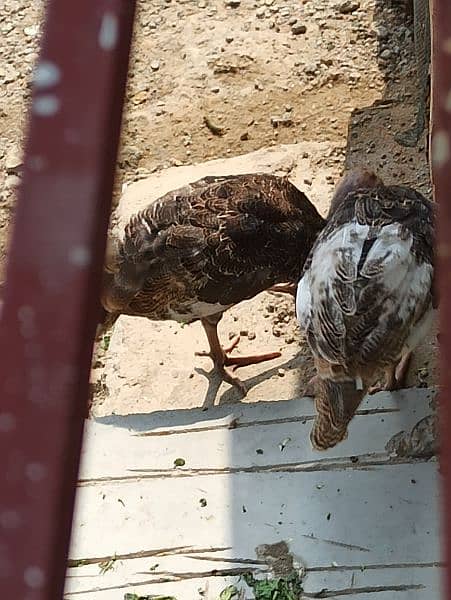 turkey Bird chicks pair  4  months age available 3