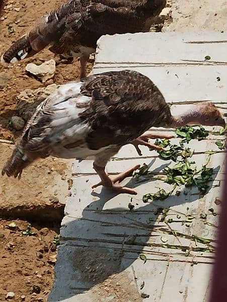 turkey Bird chicks pair  4  months age available 5