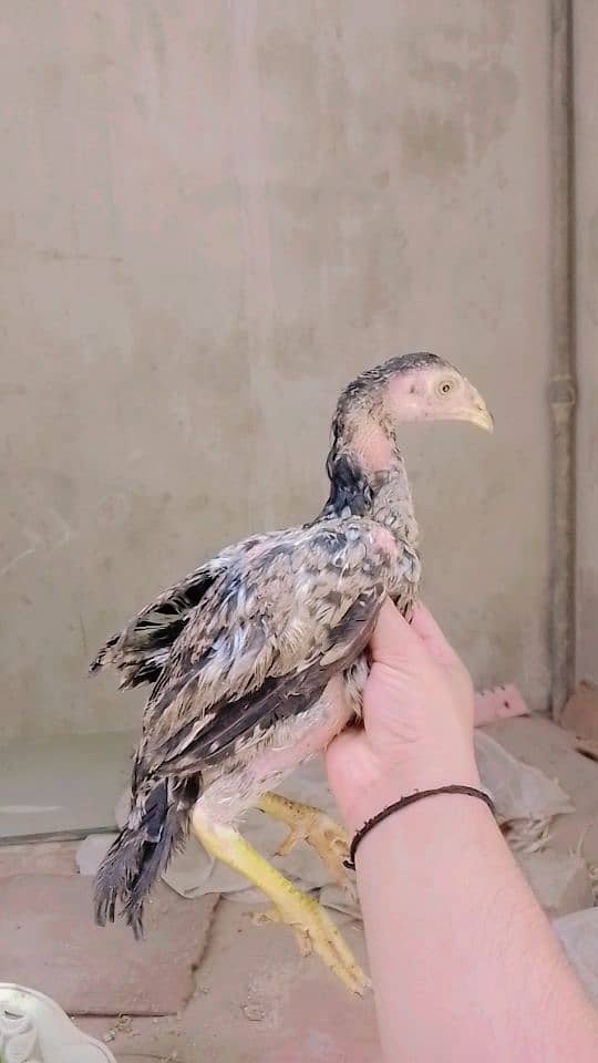 4 high quality pathy chicks for urgent sale (Pehly aye pehly payen) 1