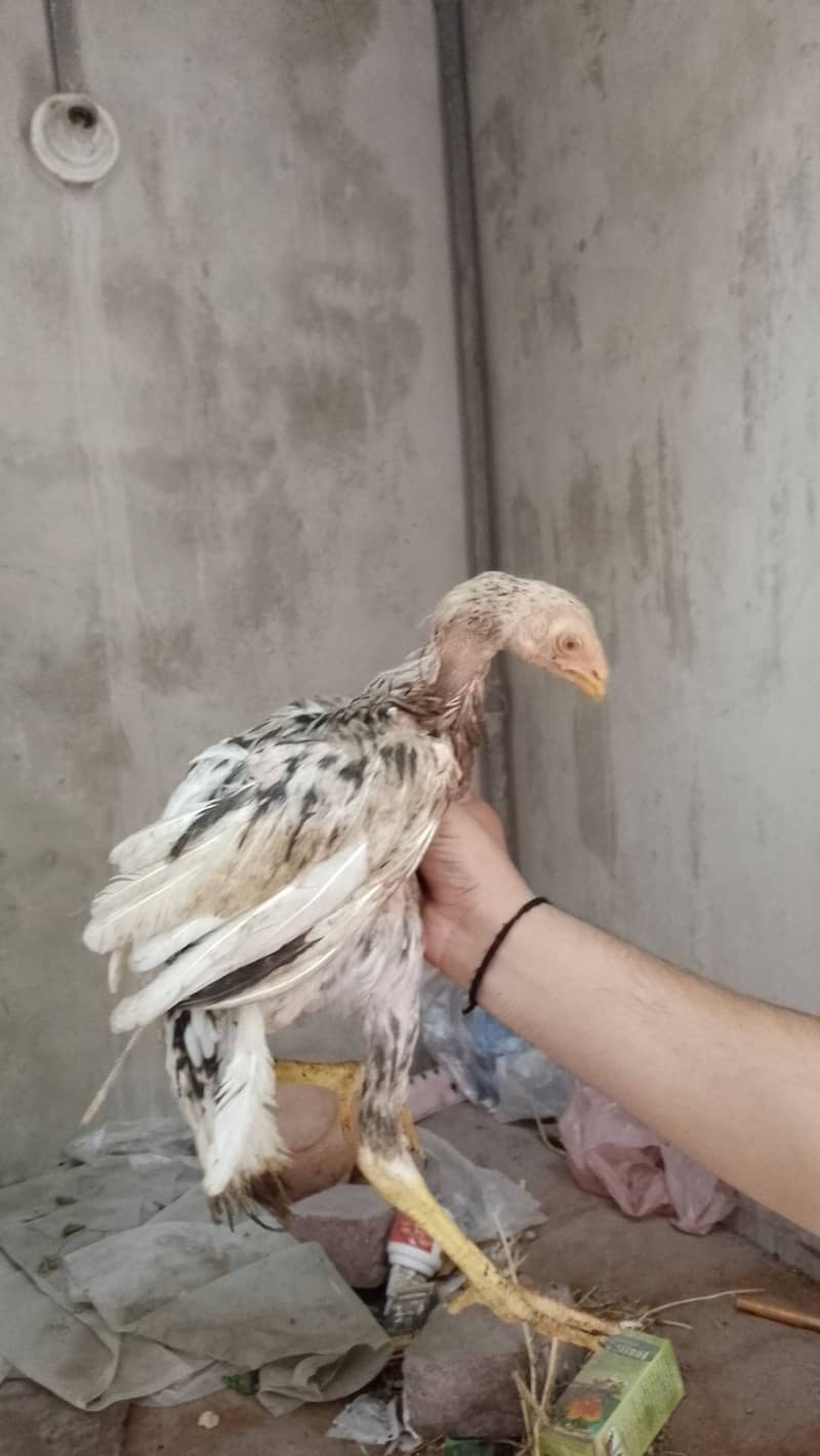 4 high quality pathy chicks for urgent sale (Pehly aye pehly payen) 2