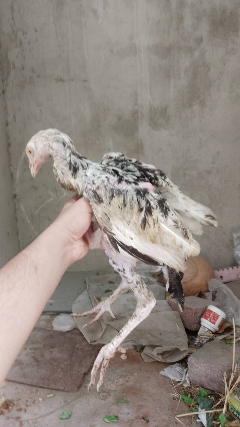 4 high quality pathy chicks for urgent sale (Pehly aye pehly payen) 3