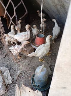 6 Pure Qandahari heera maximum height aseel chicks