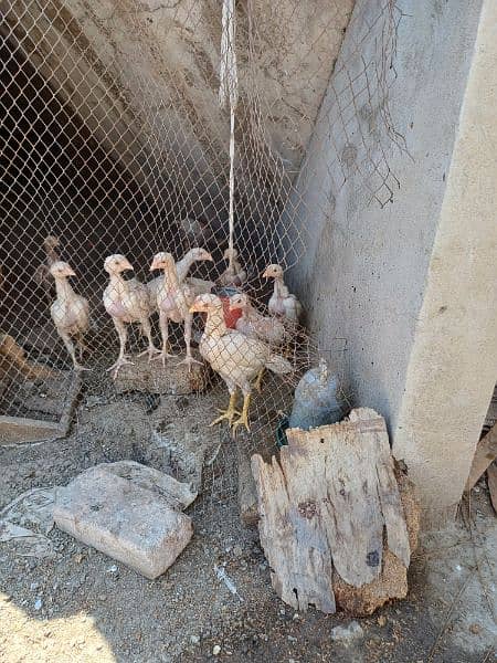 6 Pure Qandahari heera maximum height aseel chicks 1