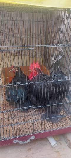 Hens Black Pair