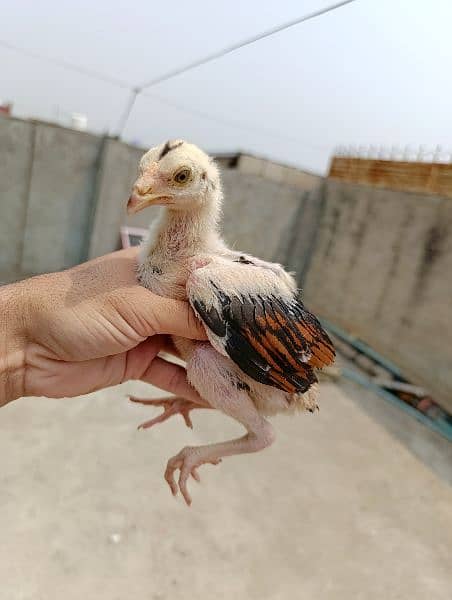 pure mianwali Quality Aseel chicks 3