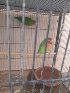 Love birds breeding pair and one single piece 0
