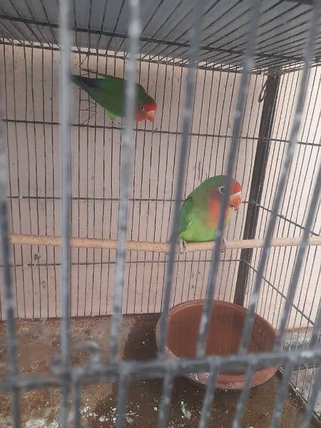 Love birds breeding pair and one single piece 1