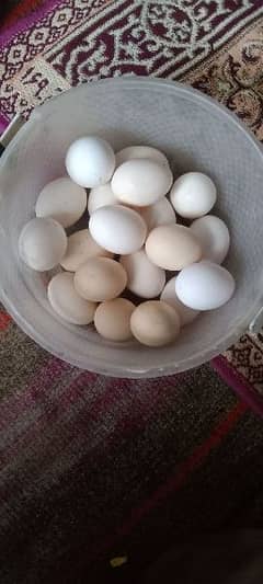 Desi Eggs Available with free home delivery