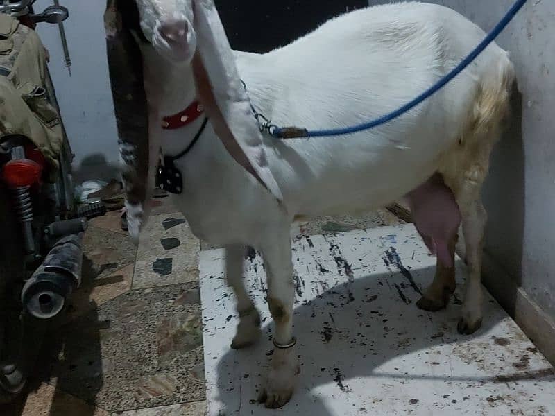 bakri  for sale 3142021083 1