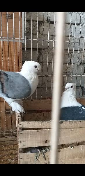 sentinent pigeon pair 1