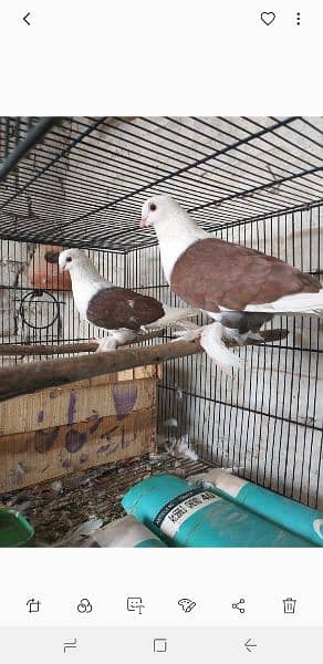 sentinent pigeon pair 2