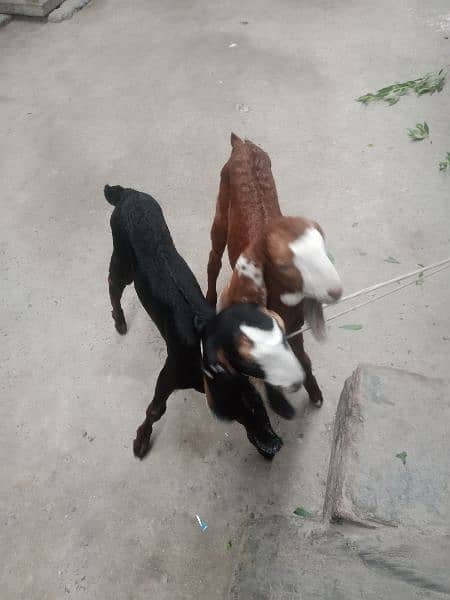 beautiful goat kids 0