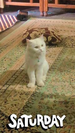 Pure Turkish Angora Breed for sale mother with 2 kids