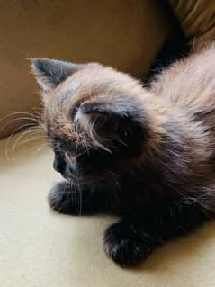 persian kitten (Brown)