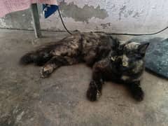 beautiful Female Persian cat (Age=1.5 year)(litter trained)