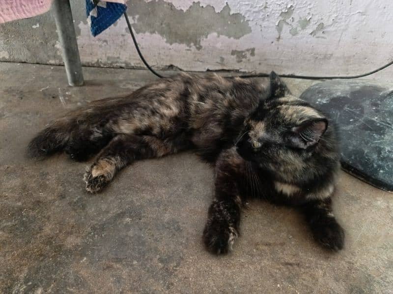 beautiful Female Persian cat (Age=1.5 year)(litter trained) 3