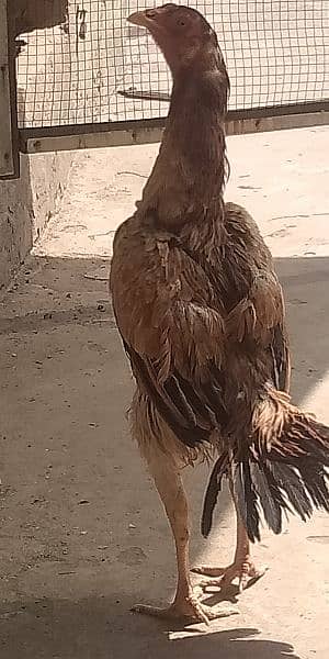 shamo chick and egg for sale 4