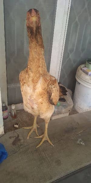 shamo chick and egg for sale 5