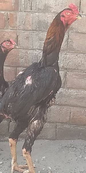 shamo chick and egg for sale 6